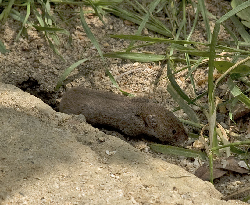 Microtus sp. (M. savii e M. multiplex)